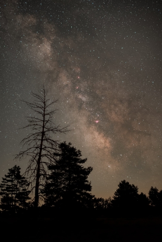 2022 Olivier arbre mort NCN